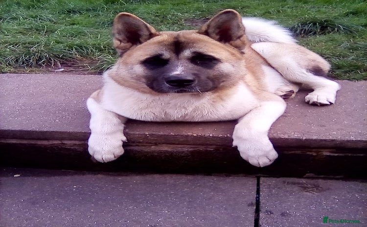 Japanese Akita Inu dogs - Advert 1