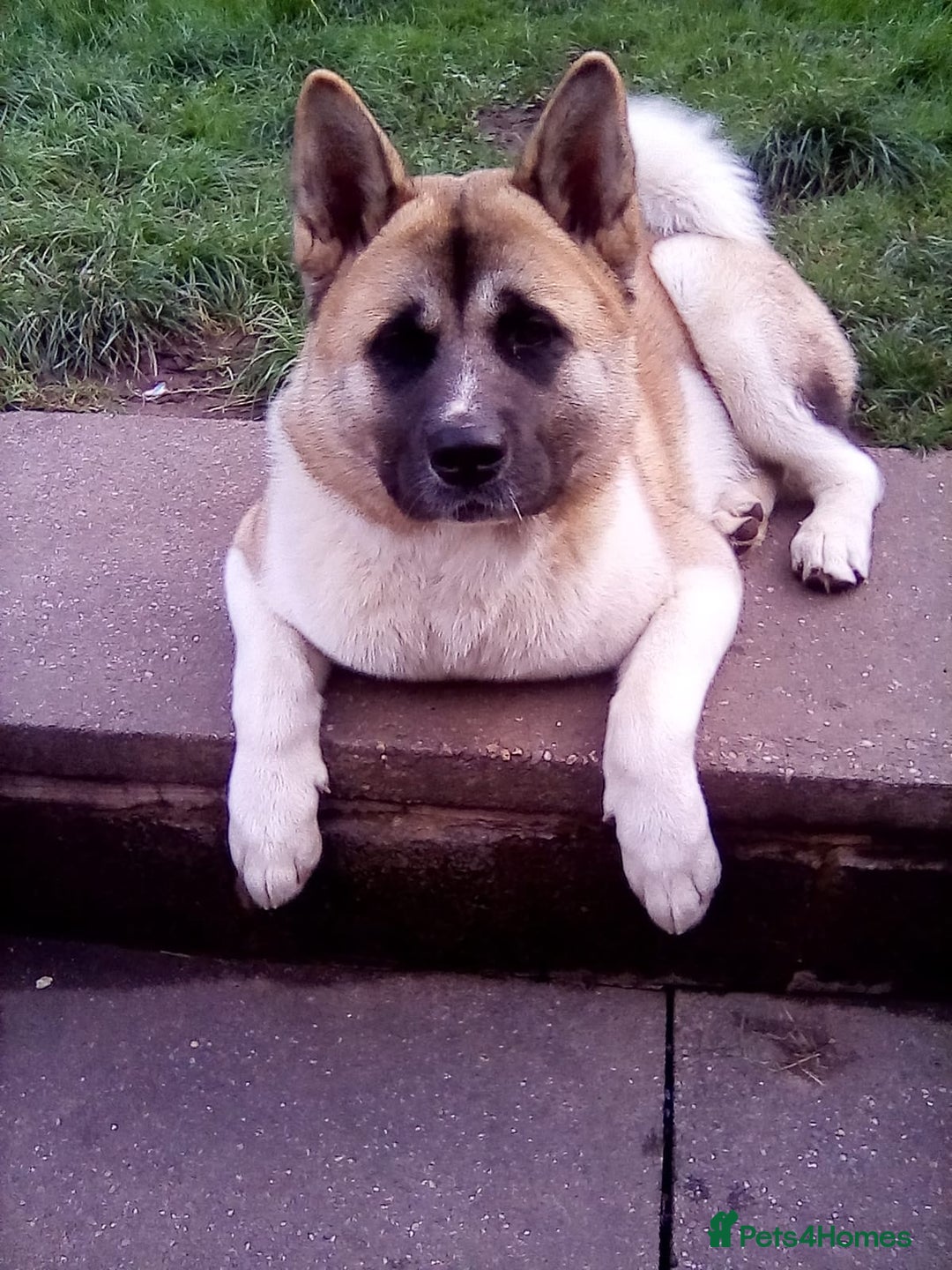 Japanese Akita Inu dogs for sale: 7 month old Akita for sale - Image 1