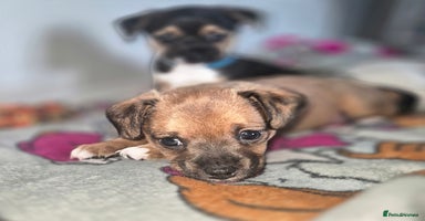 Mixed Breed dogs - Advert 12