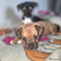 Mixed Breed dogs - Advert 2