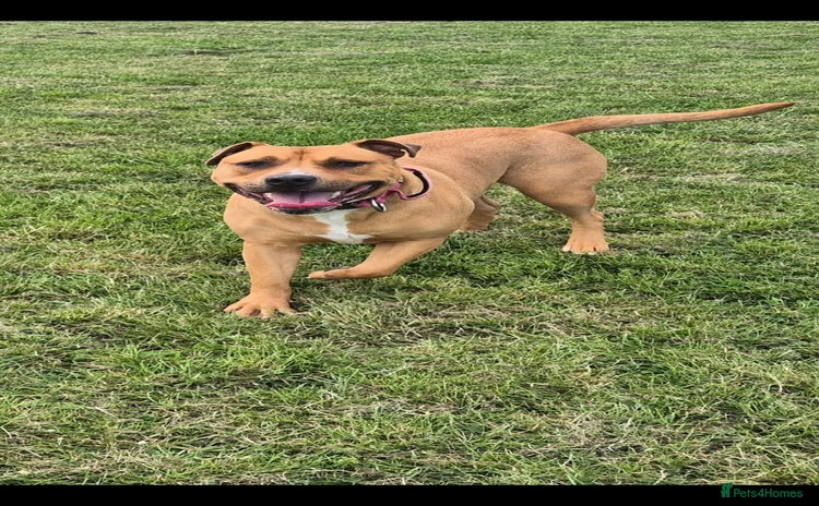 Mixed Breed dogs - Advert 1