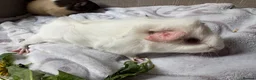 Guinea Pig rodents for sale: Sweet Baby Guinea Pigs for sale  - Advert 7