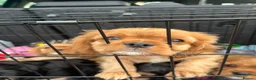 Cavalier King Charles Spaniel dogs for sale: 5 beautiful cavalier puppies - KC registered - Advert 18