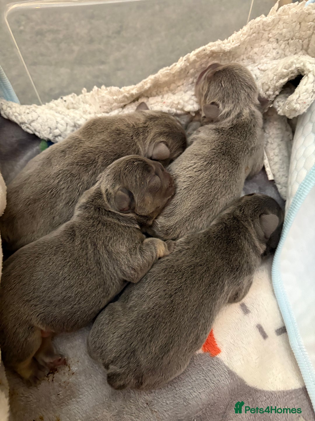 French Bulldog dogs for sale: 1 KC REG BOY LEFT 🩵🩵🩵 READY TO GO 🩵 in Basildon - Image 10