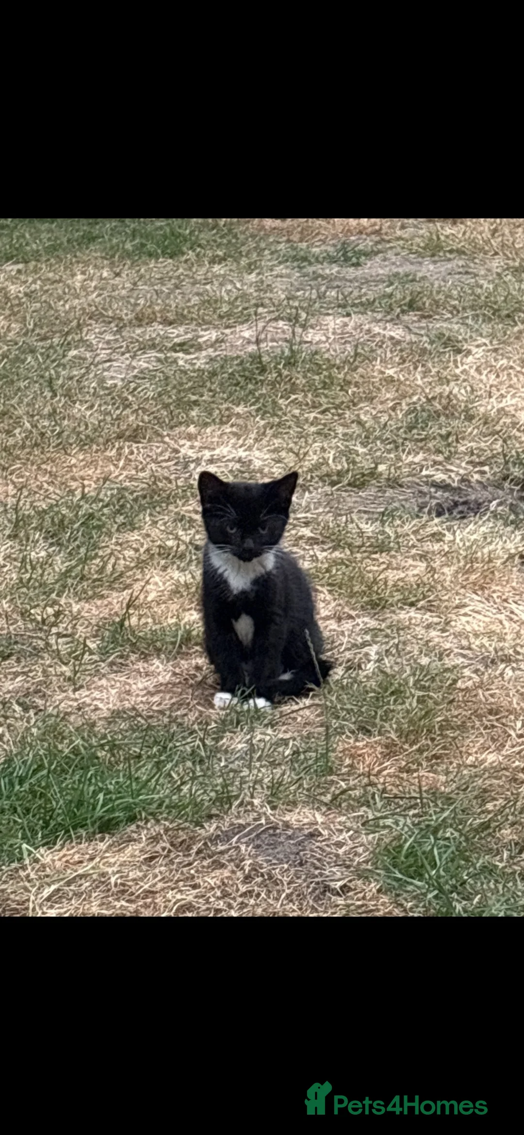 Mixed Breed cats for sale: Kittens in Chelmsford - Advert 2