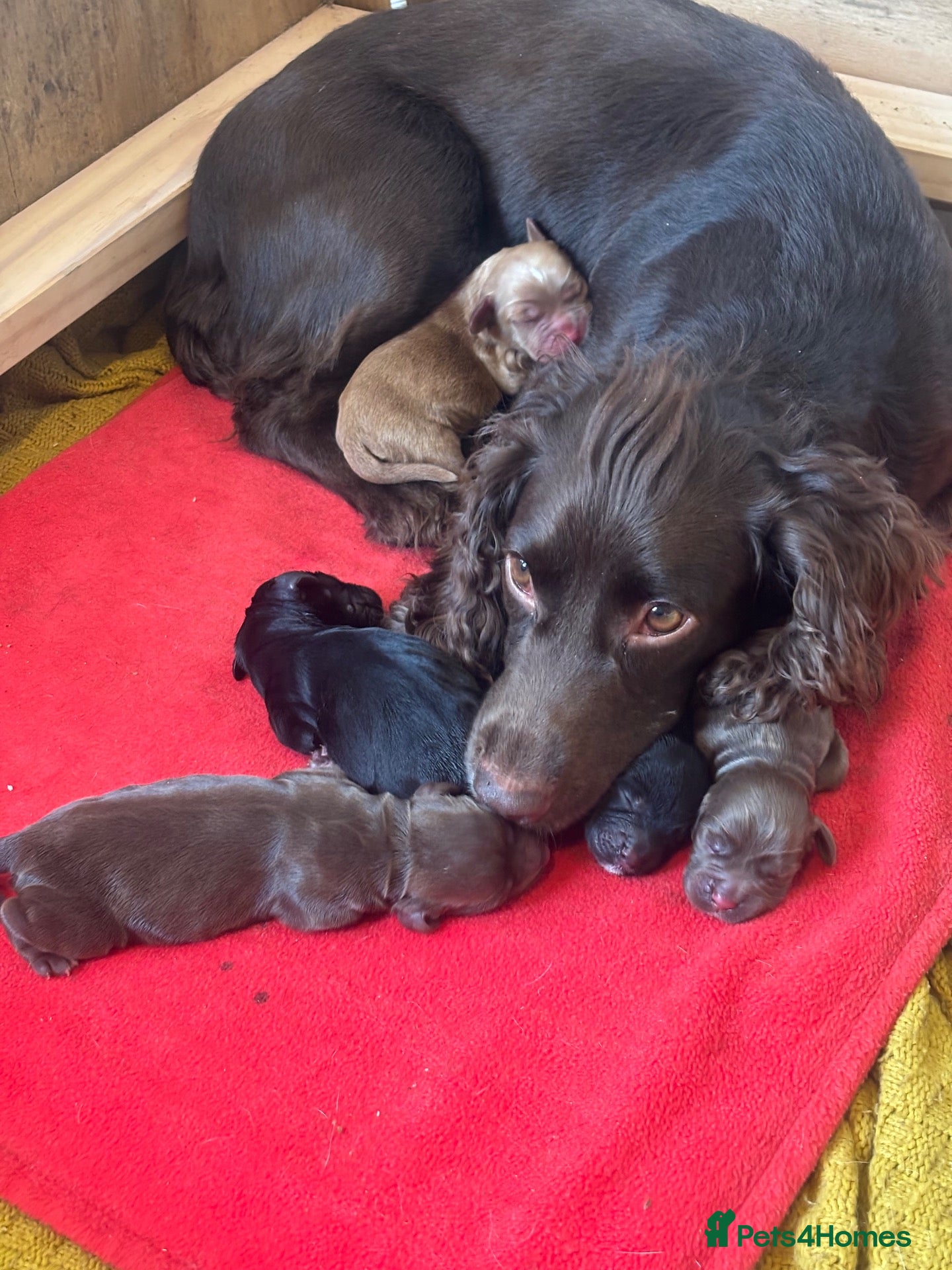 Sprocker dogs Beautiful littler of sprocker puppies  - Advert 4