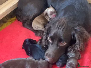 Sprocker dogs Beautiful littler of sprocker puppies - Advert 1
