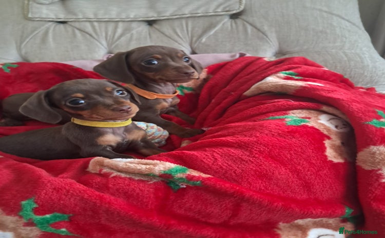 Dachshund dogs Outstanding miniature dachshund puppies  - Advert 1