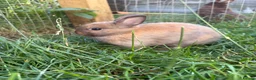 Netherland Dwarf rabbits for sale: Pure netherland dwarf  - Advert 8