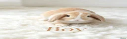 Mini Lop rabbits for sale: 4 adorable bunnies  - Advert 2