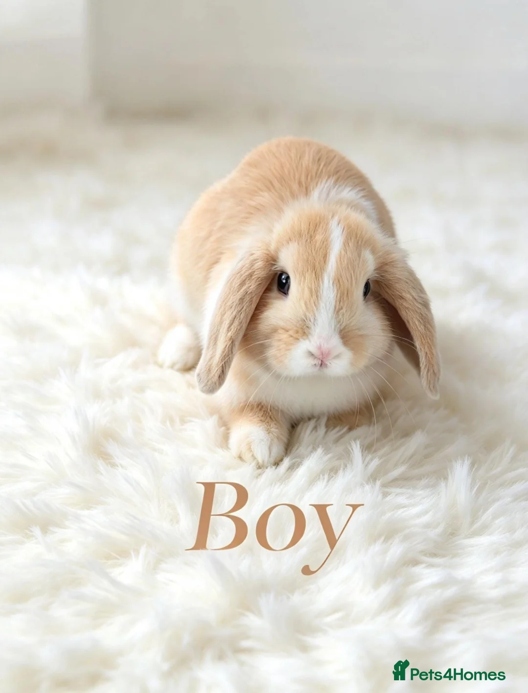Mini Lop rabbits for sale: 4 adorable bunnies  - Advert 2