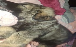 German Shepherd dogs for sale: German shepherd  - Image 12