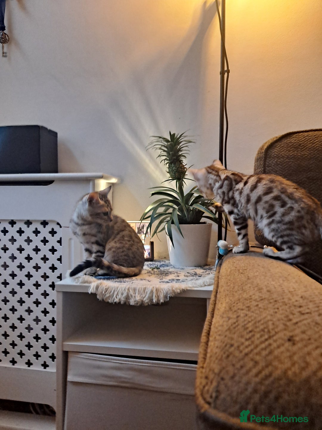 Bengal cats for sale: Beautiful pure begal kittens - Advert 6