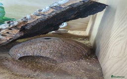 Leopard Gecko reptiles for sale: One leopard gecko for sale with enclosure - Image 5
