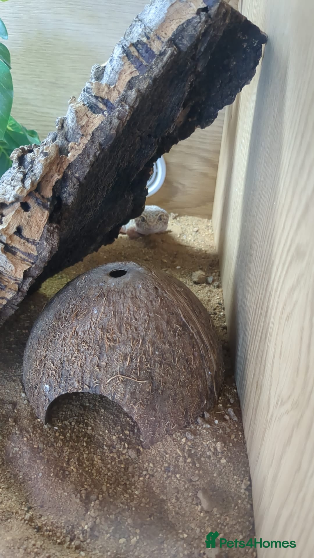 Leopard Gecko reptiles for sale: One leopard gecko for sale with enclosure - Image 5