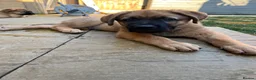 Mixed Breed dogs for sale: Douge De Bordeaux X German Shepard's - Advert 4