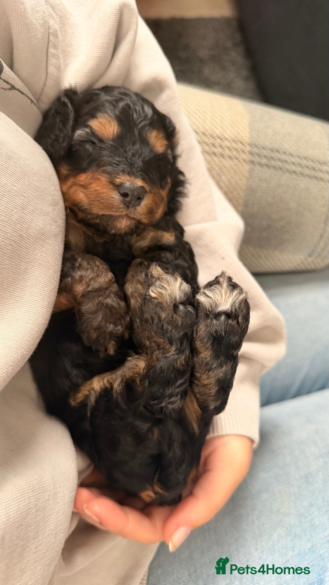Cockapoo dogs for sale: 11week old cockapoo (black and tan)  - Advert 7