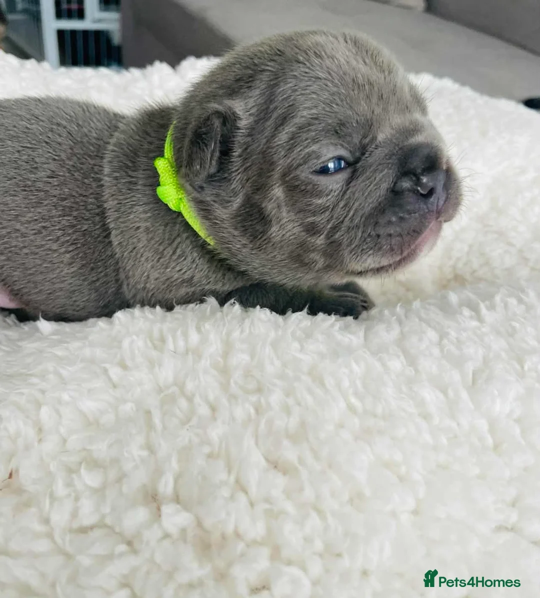 French Bulldog dogs for sale: Beautiful Pedigree French Bulldog girls🥰 - Advert 2