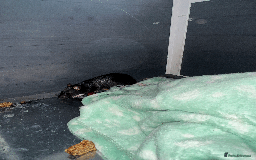 Rat rodents for sale: RATS FOR SALE - Image 5