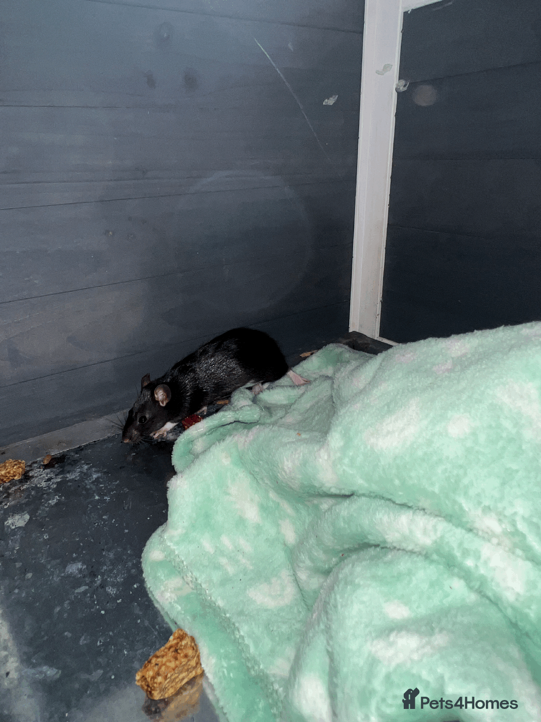 Rat rodents for sale: RATS FOR SALE - Image 5