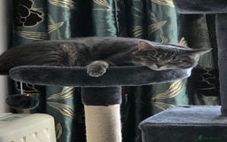 Domestic Shorthair cats for sale: Tabby Cat -FREE TO GOOD HOME - Image 4