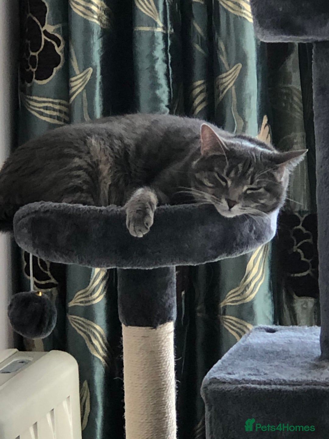 Domestic Shorthair cats for sale: Tabby Cat -FREE TO GOOD HOME - Image 4