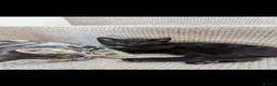 Mixed Breed cats for sale: 4 beautiful Kittens - Advert 6