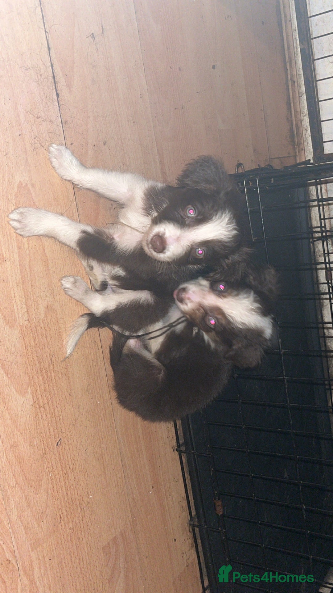 Border Collie dogs for sale: Two male border collie pups - Advert 1