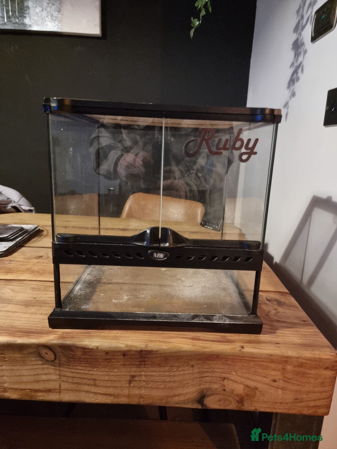 Gecko reptiles for sale: Leopard gecko  - Advert 6