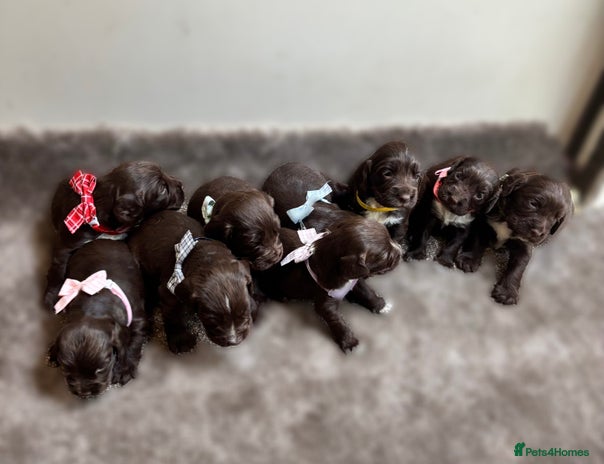 Sprocker dogs - Advert 10