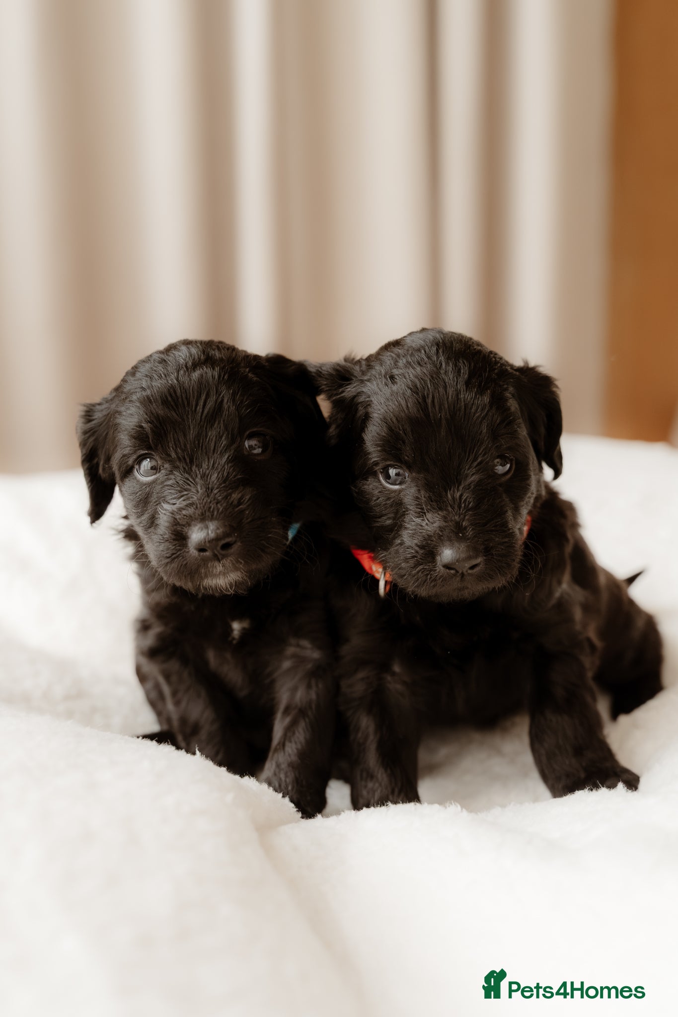 Mixed Breed dogs Beautiful Huntadoodles *Only 3 Remaining* - Advert 1