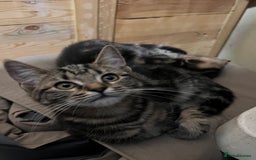 Mixed Breed cats for sale: Cute and playful kitties  - Image 4
