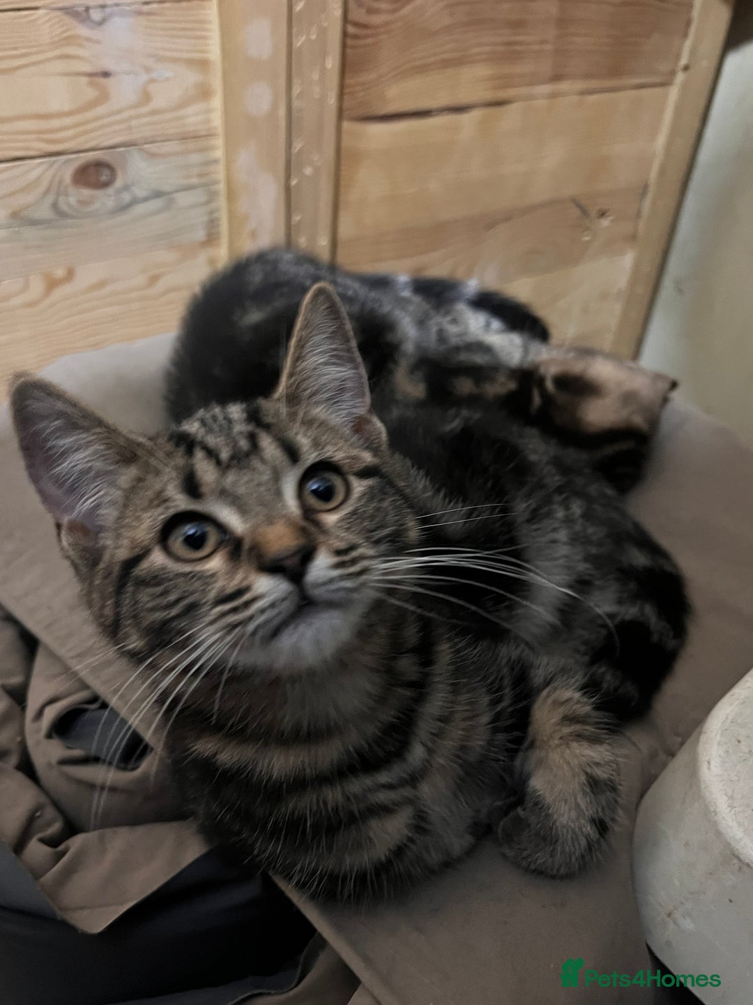 Mixed Breed cats for sale: Cute and playful kitties  - Image 4