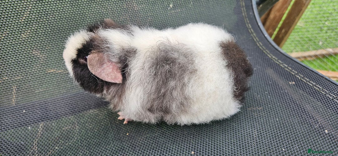 Guinea Pig rodents for sale: Guinea pigs looking for new home - Advert 1