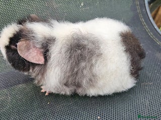 Guinea Pig rodents - Advert 36