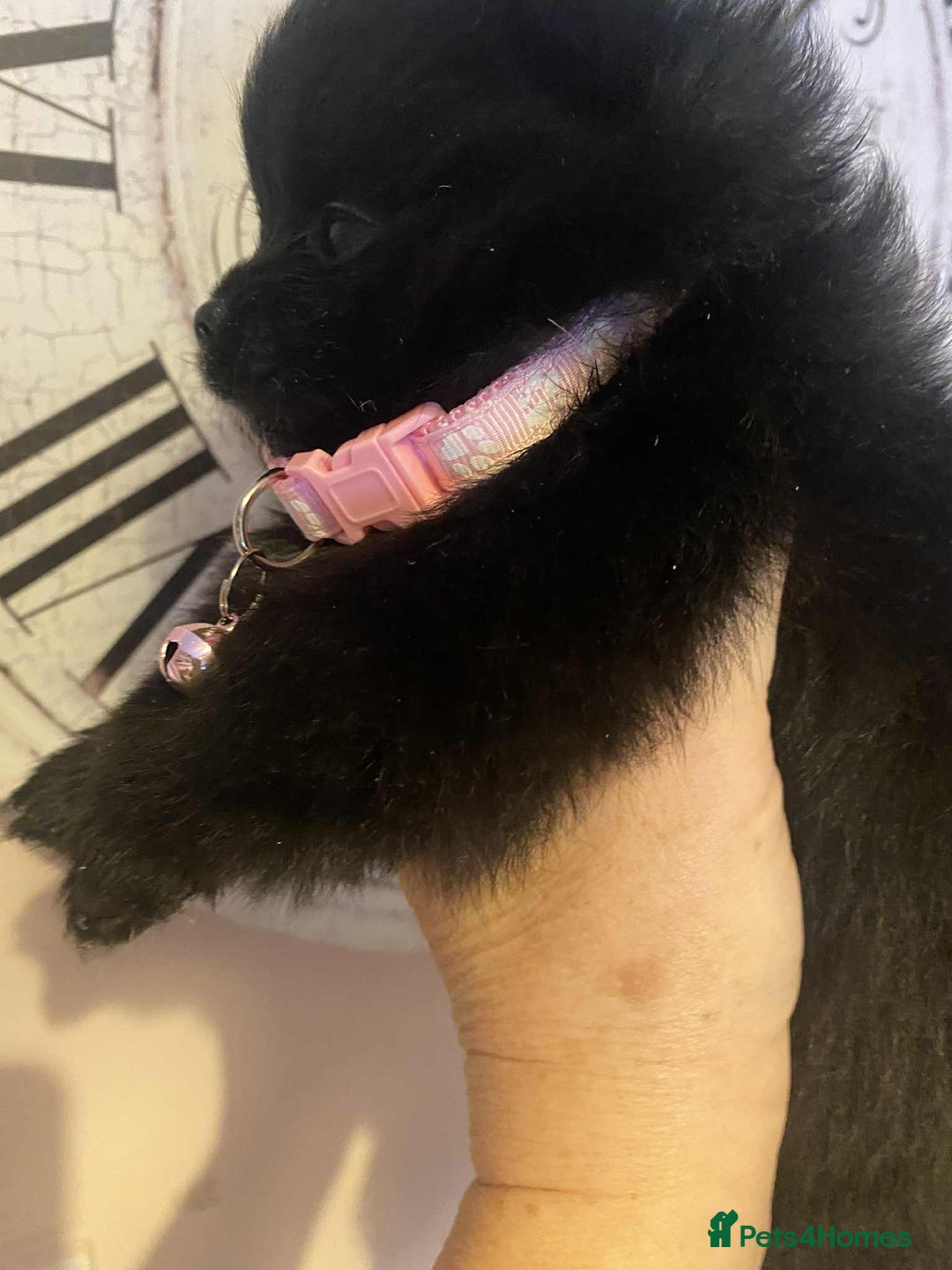 Pomeranian dogs for sale: Pomeranian puppies  - Image 13