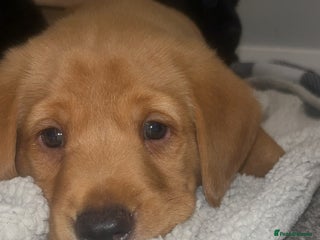 Labrador Retriever dogs Ready now! KC reg FTCH hereditary clear labradors - Advert 13