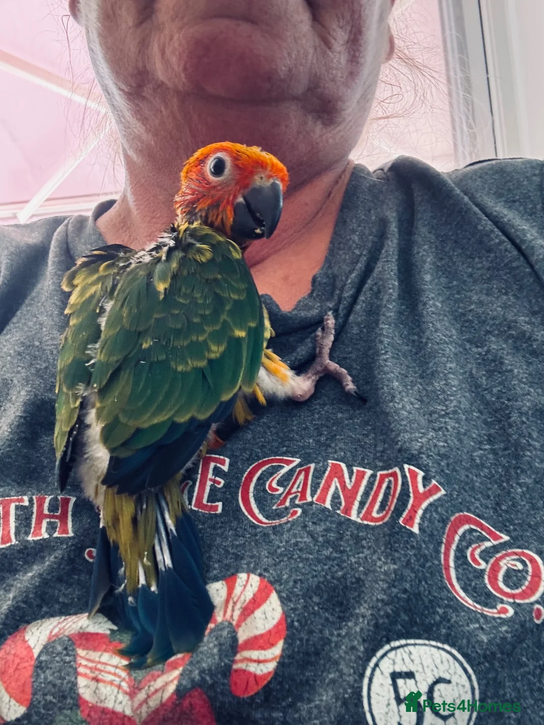 Conures birds for sale: 1 left to reserve hand rearing 3 sun conures - Advert 2