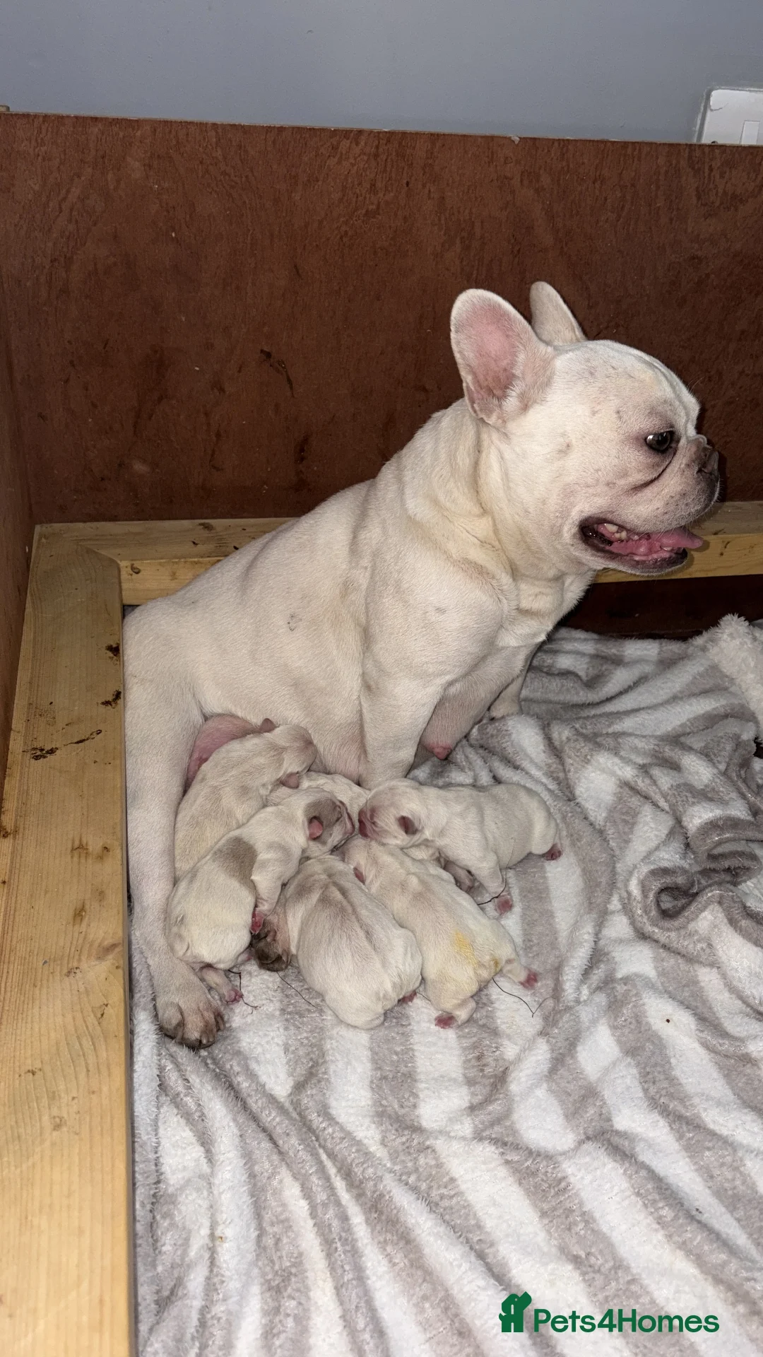 French Bulldog dogs for sale: French bulldog puppy’s  - Advert 2