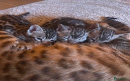 Bengal cats for sale: Pure bengal kittens - Image 11
