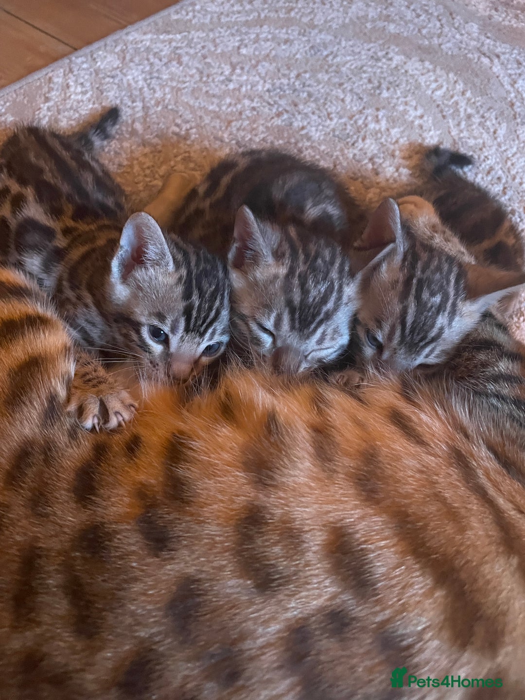 Bengal cats for sale: Pure bengal kittens - Image 11