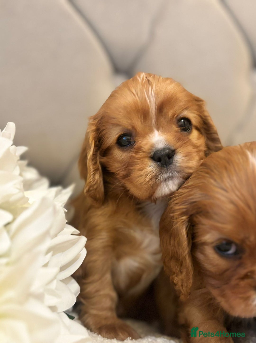 Cavalier King Charles Spaniel dogs for sale:  Outstanding Health-Tested Cavalier Puppies  - Advert 5