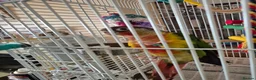 Conures birds for sale: 9 month old hand tame conure - Advert 7