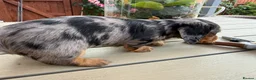 Miniature Dachshund dogs for sale:  Adorable Miniature Dachshund Puppies - Advert 5