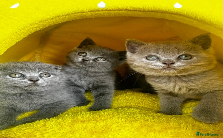 Scottish Fold cats for sale - Advert 5