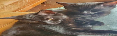 Domestic Shorthair Kitten 2