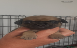 Mixed Breed dogs for sale: PUGAPOO 3 LEFT READY NOW  - Image 19