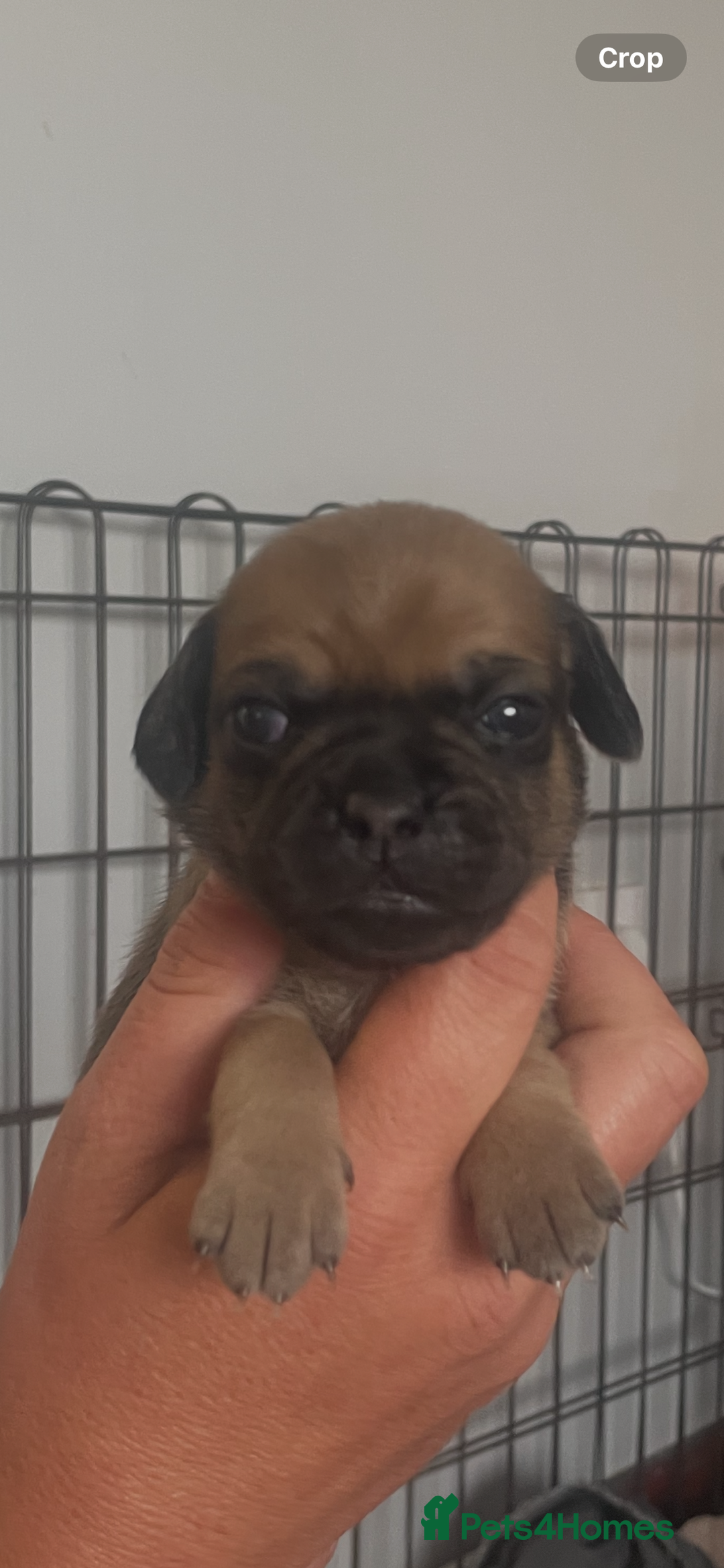 Mixed Breed dogs for sale: PUGAPOO 3 LEFT READY NOW  - Image 19