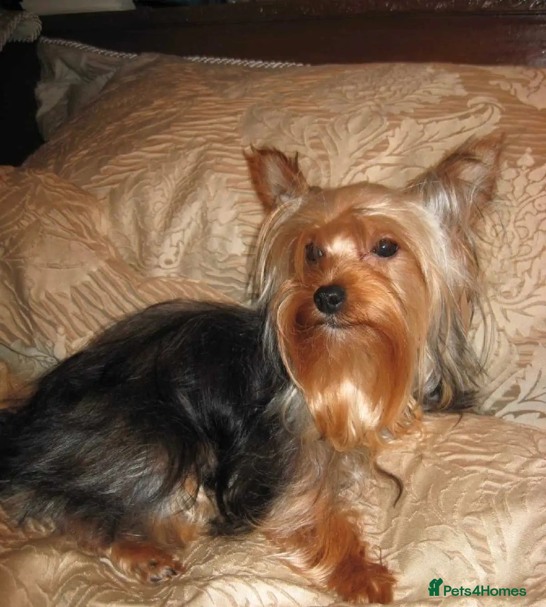 Yorkshire Terrier dogs for sale: Special offer!!! Gorgeous Yorkie puppies - Image 5