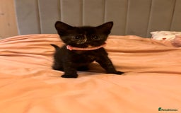 Domestic Shorthair cats for sale: Adorable Tortoiseshell Kittens - Image 18
